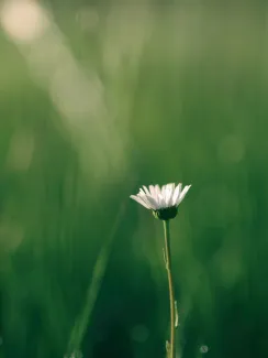 a flower growing in a green field